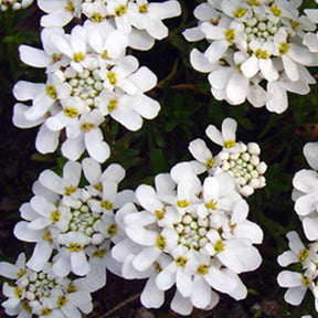 Corbeille d'Argent - Corbeille d'argent - Iberis sempervirens 'weisser zwerg'
