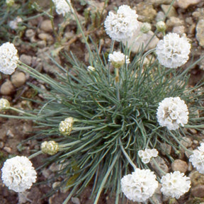 Gazon d'Espagne - Gazon d'Espagne blanc - Armeria maritima alba
