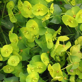 Vente Euphorbe des bois pourpre - Euphorbia amygdaloides purpurea