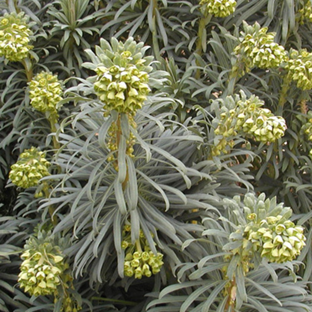 Euphorbe des garrigues - Euphorbia characias - Willemse