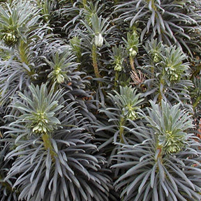 Euphorbia characias - Euphorbe des garrigues - Euphorbe