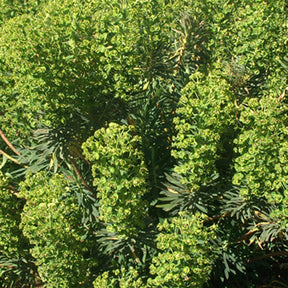 Euphorbe - Euphorbe des garrigues - Euphorbia characias