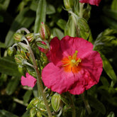 Hélianthème Ben Hope - Willemse