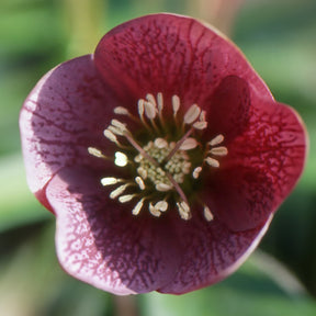 Hellébore d'Orient Red Hybrids - Willemse