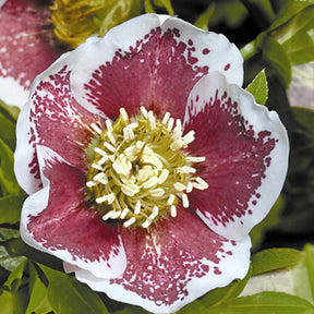 Hellébore d'Orient White Lady Spotted - Helleborus orientalis white lady spotted - Willemse