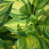 Hosta Great Expectations - Willemse