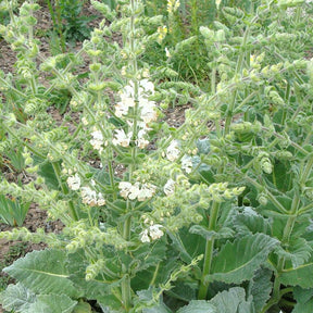 Sauge argentée - Salvia argentea - Plantes