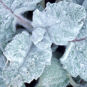 Sauge argentée - Salvia argentea - Plantes vivaces