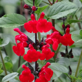 Sauges - Sauge arbustive Royal Bumble - Salvia royal bumble