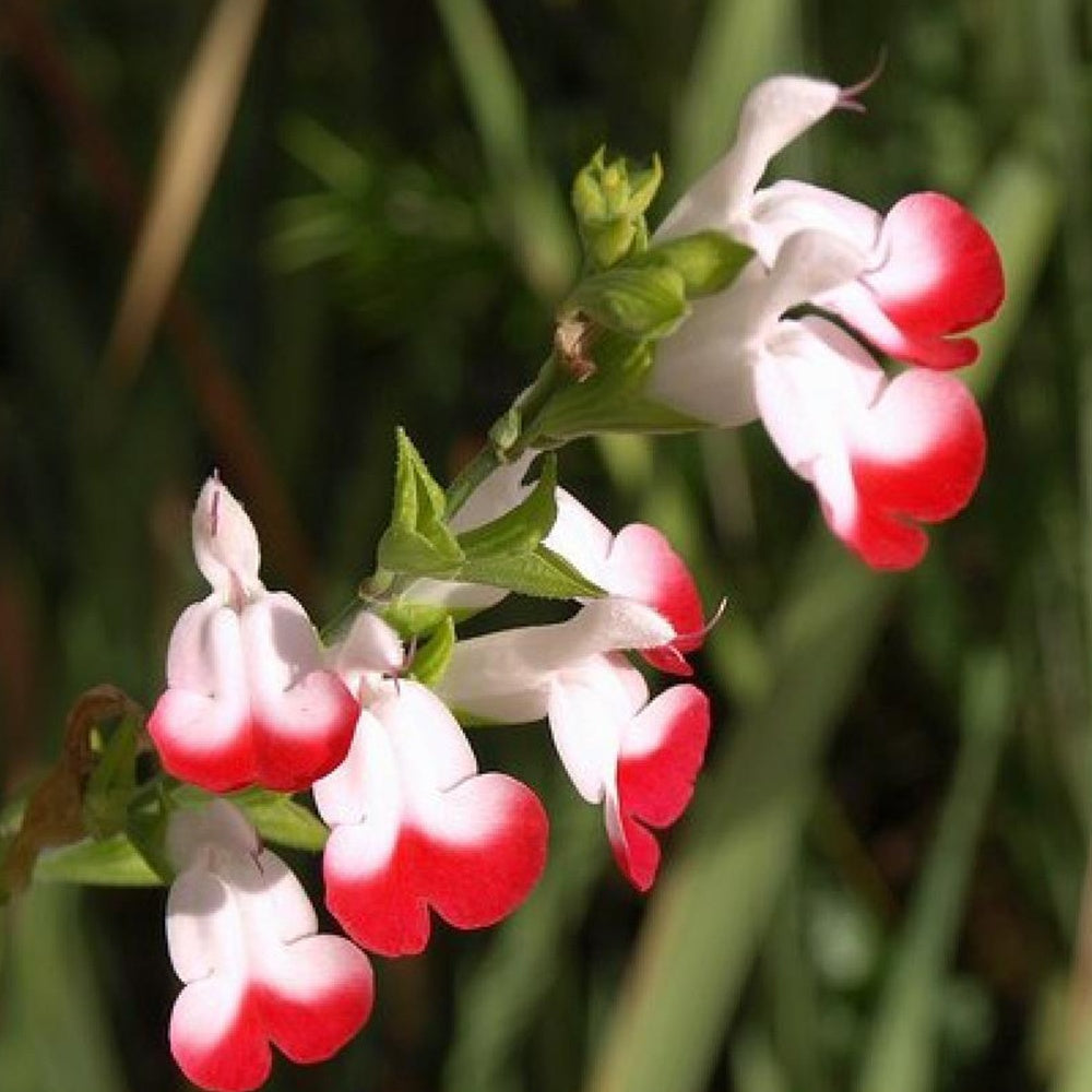 Sauge à petites feuilles Hot Lips - Salvia microphylla hot lips - Plantes