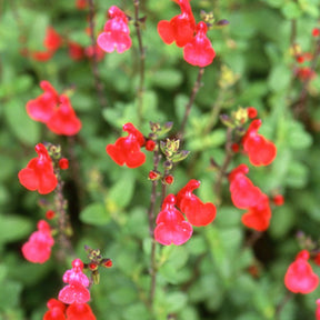 Sauges - Sauge arbustive Grahamii - Salvia microphylla (grahamii)