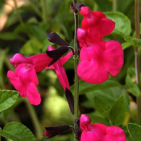 Sauge arbustive Grahamii - Salvia microphylla (grahamii) - Plantes vivaces