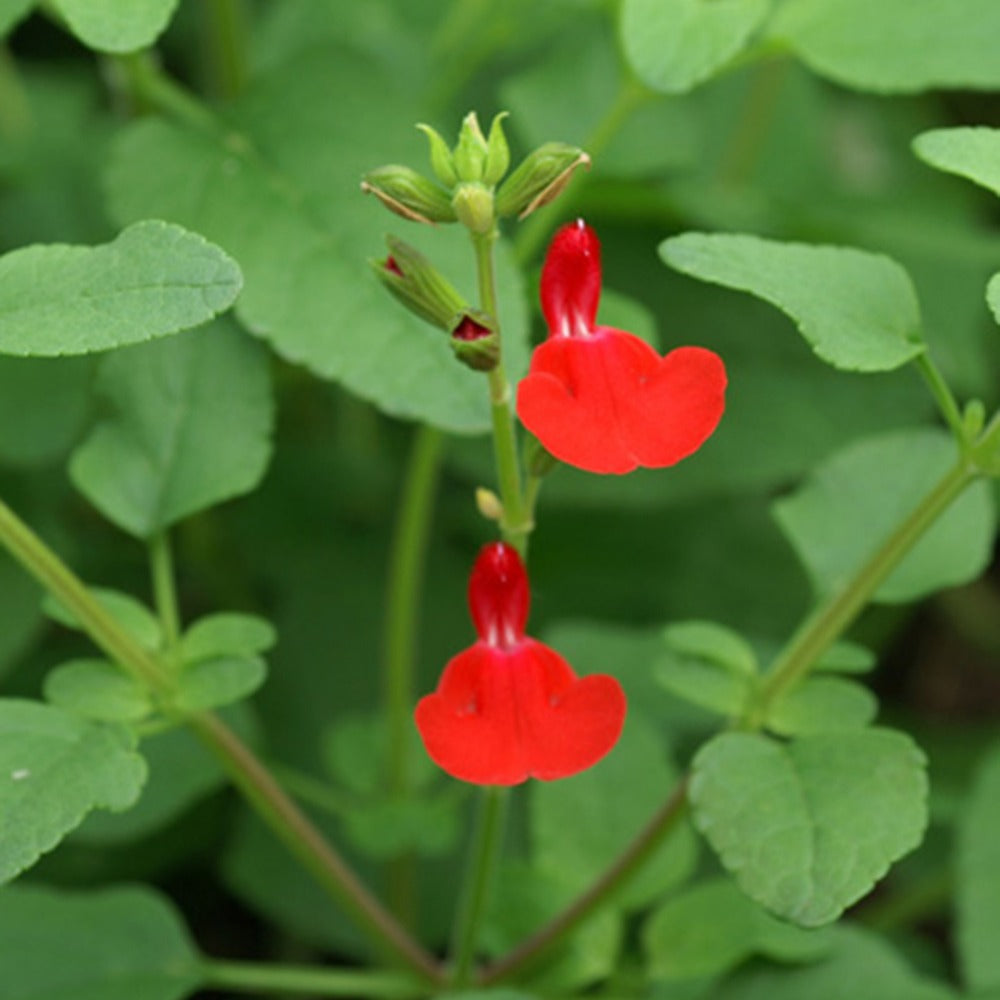 Sauge arbustive Grahamii - Salvia microphylla (grahamii) - Sauges