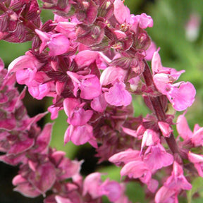 Sauges - Sauge des bois Rose Queen - Salvia nemorosa rose queen (rosakönigin)