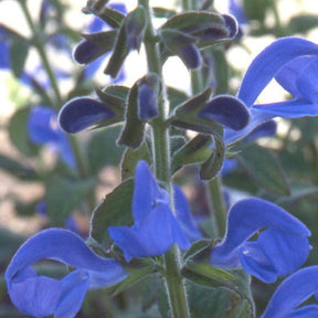 Sauges - Sauge gentiane - Salvia patens