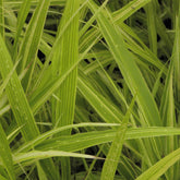 Herbe du Japon Albovariegata - Willemse