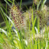 Herbe aux écouvillons Hameln Gold - Pennisetum - Willemse