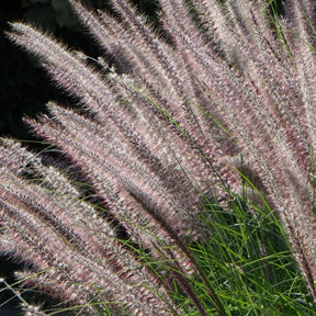 Pennisetum orientale Karley Rose ® - Herbe aux écouvillons Karley Rose ® - Pennisetum - Pennisetum