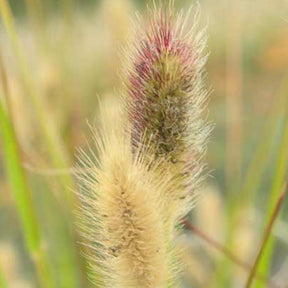 Pennisetum thunbergii red buttons (massaicum) - Herbe aux écouvillons de Thunberg Red Buttons - Pennisetum - Pennisetum