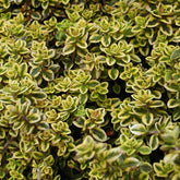 Thym citron doré - Willemse