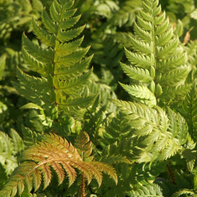Aspidie rigens - Fougère - Polystichum rigens - Willemse
