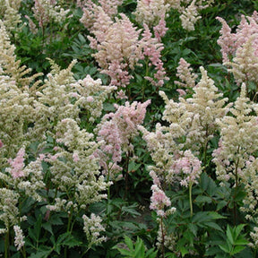 Astilbe japonica Peach Blossom - Astilbe peach blossom ( japonica group ) - Plantes