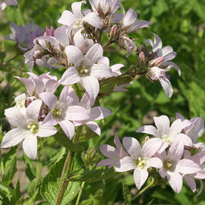 Campanule laiteuse Loddon Anna - Campanula lactiflora loddon anna - Plantes vivaces