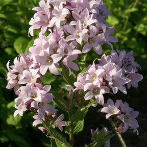 Campanule laiteuse Loddon Anna - Campanula lactiflora loddon anna - Campanule