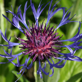Centaurea montana - Centaurée des montagnes - Centaurée