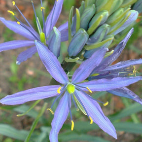 Camassia leichtlinii Caerulea - Willemse