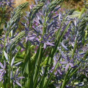 Camassia leichtlinii Caerulea - Camassia leichtlinii caerulea - Willemse