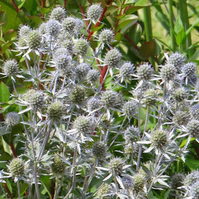 Panicaut à feuilles planes - Eryngium planum - Fleurs vivaces