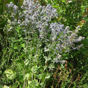 Vente Panicaut à feuilles planes - Eryngium planum