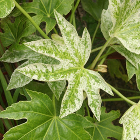 Fatsia japonica Spider Web - Aralia du Japon Spiders Web - Arbustes à feuillage persistant