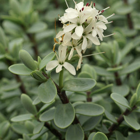 Véronique arbustive - Hebe - Véronique arbustive - Hebe carnosula
