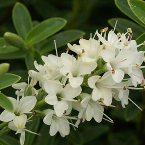 Vente Véronique arbustive - Hebe carnosula