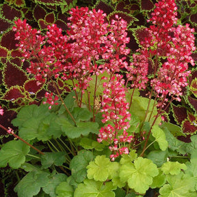 Heuchera sweet tart - little cutie series - Heuchère Sweet Tart - Heuchères