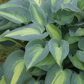 Hosta Catherine - Willemse
