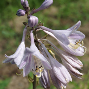 Hosta catherine - Hosta Catherine - Hosta