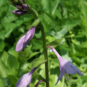Hosta elata - Hosta elata - Willemse
