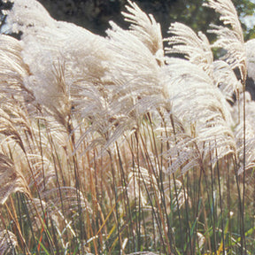 Eulalie Malepartus - Miscanthus sinensis malepartus - Plantes vivaces