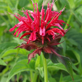 Monarda mahogany - Monarde Mahogany - Monarde