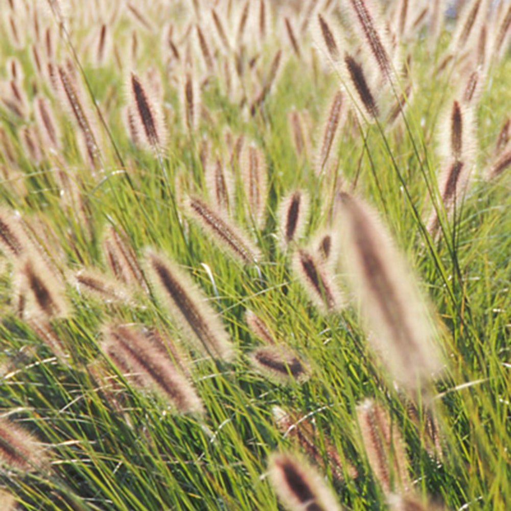 Herbe aux écouvillons Japonicum - Pennisetum - Pennisetum alopecuroides japonicum - Plantes vivaces