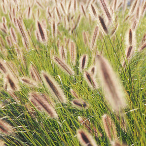 Herbe aux écouvillons Japonicum - Pennisetum - Pennisetum alopecuroides japonicum - Plantes vivaces