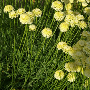 Santolina chamaecyparissus lindavica - Santoline chamaecyparissus lindavica - Santoline
