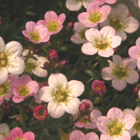 Saxifrage Ware's Crimson - Saxifraga arendsii Ware's Crimson - Willemse