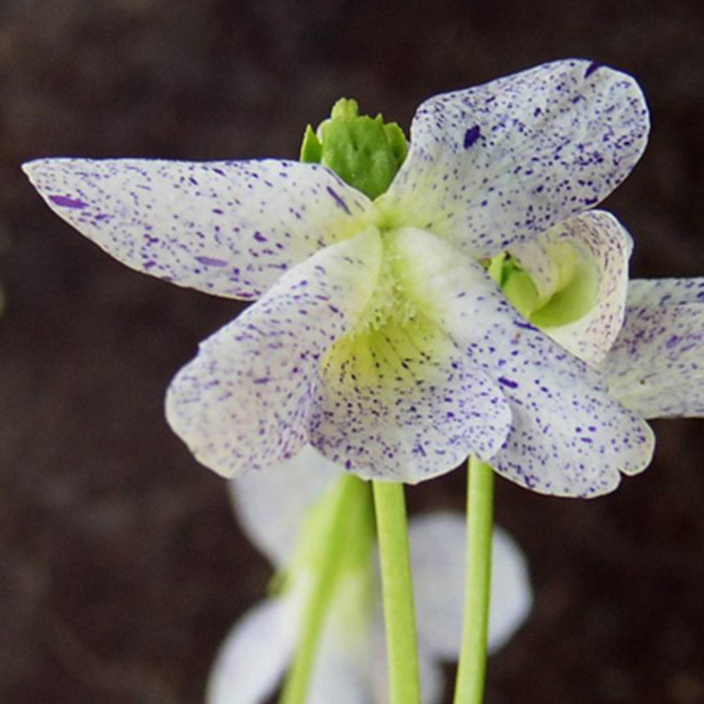 Violette vivace Freckles - Viola sororia freckles - Fleurs vivaces