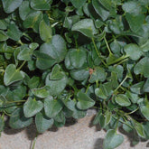Falkia Repens - Willemse