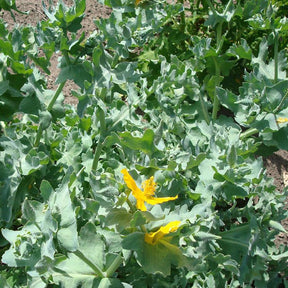 Glaucium flavum - Glaucium flavum - Willemse