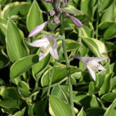 Hosta Normalis - Willemse